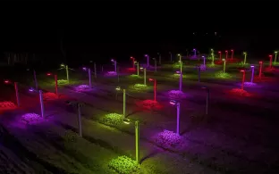 Eficiência e produtividade no cultivo de flores: a inovação das luminárias led para horticultura